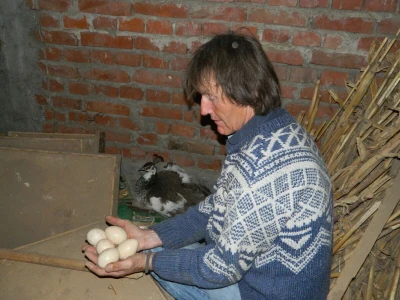 Uživa u raskošnoj lepoti paunova