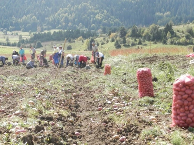 Vađenje krompira