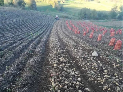 Vađenje krompira
