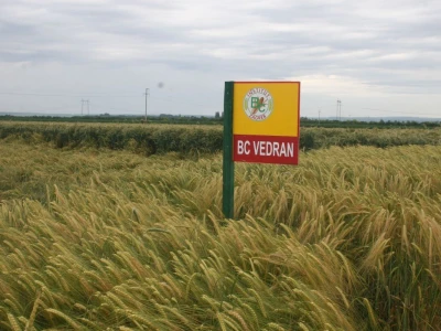 Ječam BC Vedran