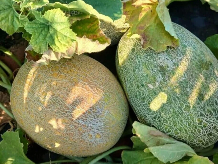 pipun