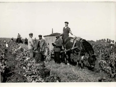 Vinarija Čoka neguje tradiciju dugu više od 100 godina