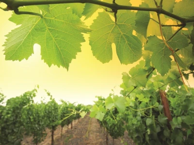 Vinarija Čoka neguje tradiciju dugu više od 100 godina