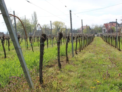 Vinarija Horher