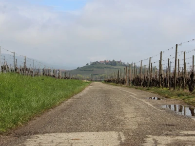 Vinarija Horher