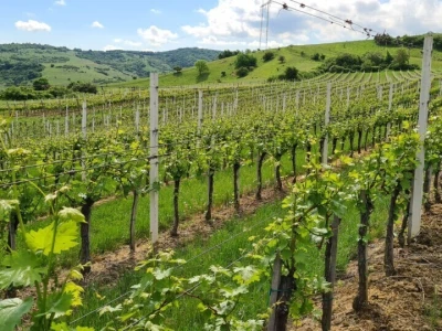 Vinarija Šijački