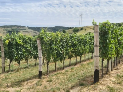 Vinarija Šijački