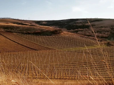 Vinarija Šijački