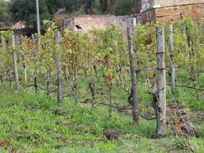 Vinarija Venissa tek nekoliko centimetara nad morem