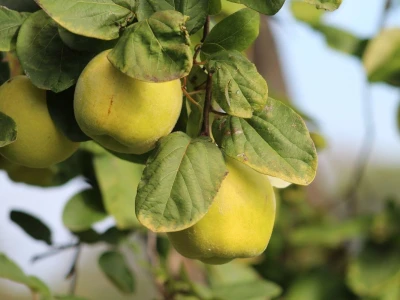 Vinarija Venissa tek nekoliko centimetara nad morem