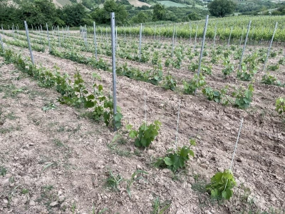 Vinograd Nemanje Opalića