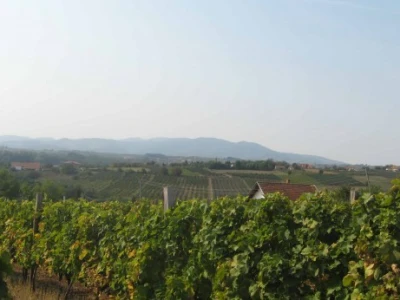 Oplenačko vinogorje, buduća srpska Toskana