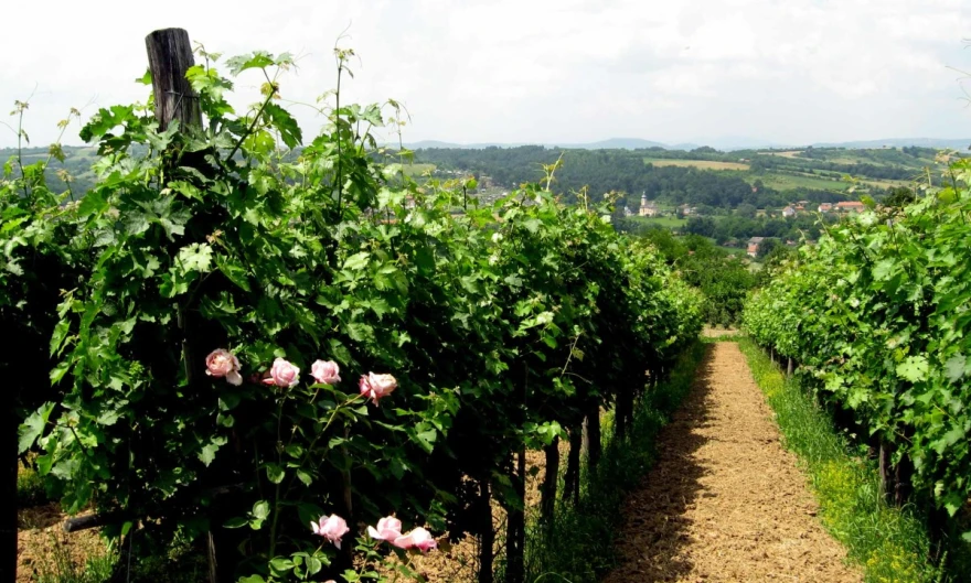Vinograd