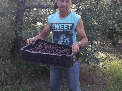 Višnja iz Topole