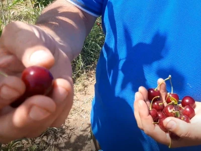 Višnja iz Topole