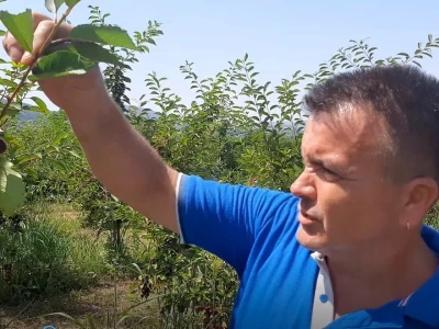 Višnja iz Topole