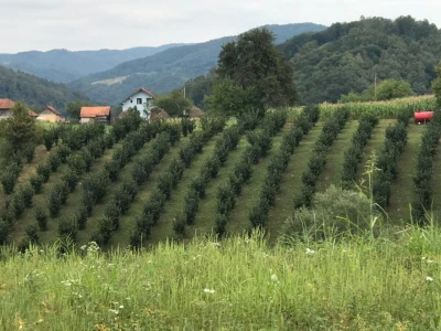 Vladan Jovanović - prvi proizvođač lešnika iz Malog Zvornika