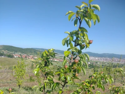 Voće Neše Đokića sa Kosova i Metohije