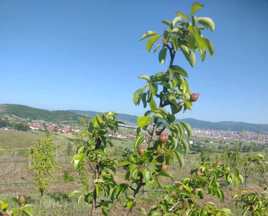 Drvo kru&scaron;ke