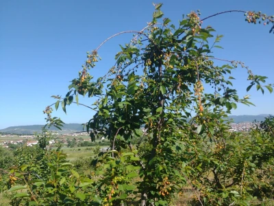 Voće Neše Đokića sa Kosova i Metohije