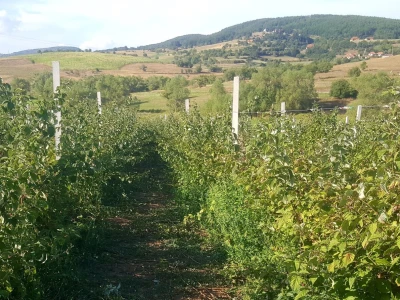 Voće Neše Đokića sa Kosova i Metohije