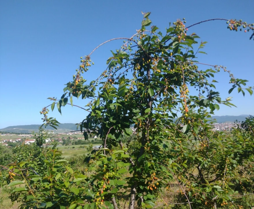 Drvo vi&scaron;nje