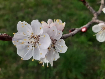 Voće počelo da cveta u februaru