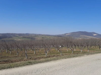 Voće u punom cvetu, da li će ga mraz oštetiti? Foto: M. Lazarević