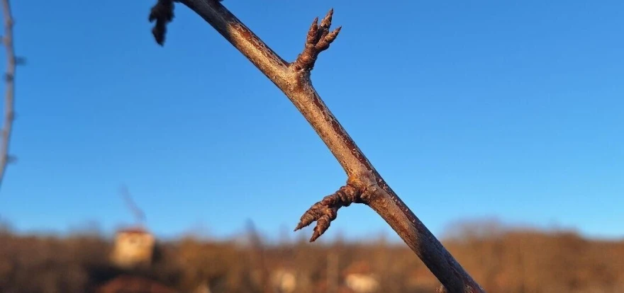Najavljeno povećanje dnevnih temperatura vazduha doprineće ubrzanom kretanju vegetacije
