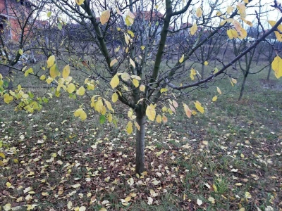Voćnjak
