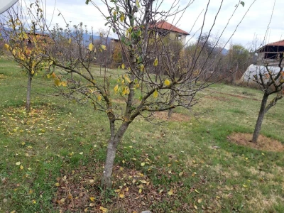 Voćnjak