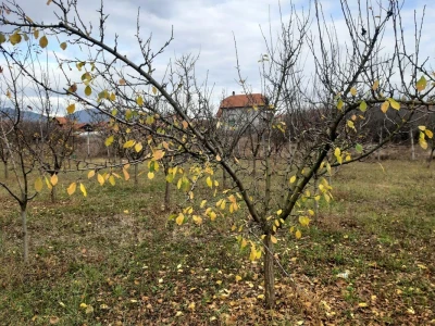 Voćnjak