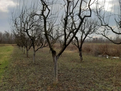 Voćnjak