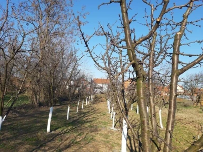 Voćnjak