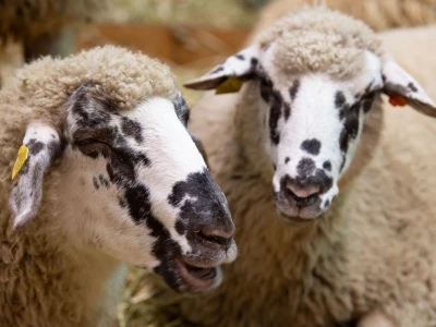 Vodeći sajam za animalnu proizvodnju - EuroTier u Hanoveru