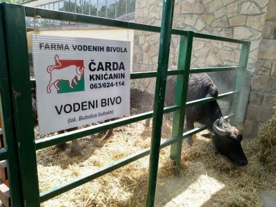 Vodeni bivo