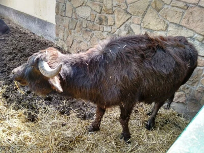 Vodeni bivo