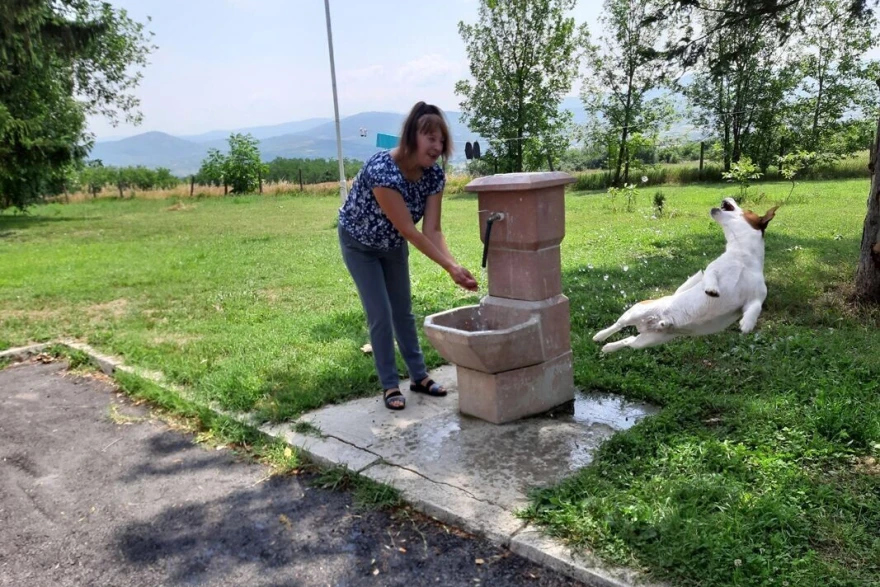 Pas hvata vodu