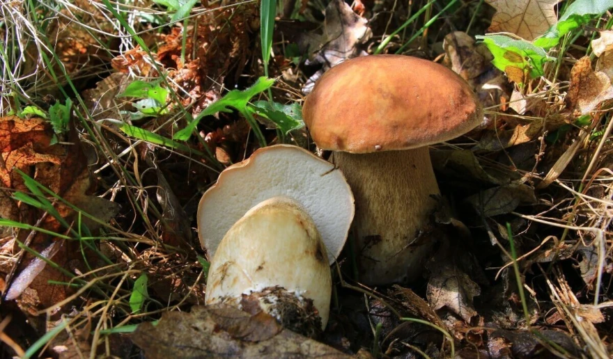 Gljive vrganji