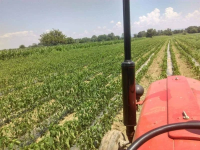 Za kvalitetno povrće je najvažnija ljubav