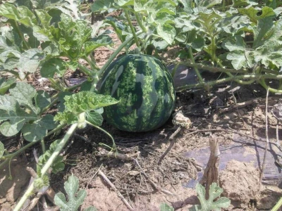 Za kvalitetno povrće je najvažnija ljubav