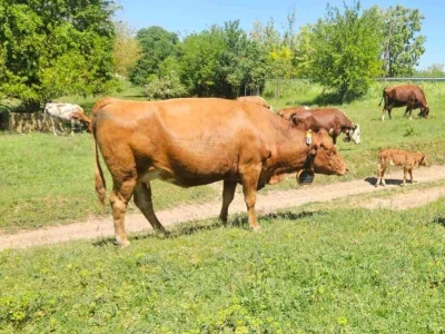 Pametne ogrlice