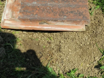 Žabe u bašti