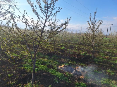 Zadimljavanje zasada višnje