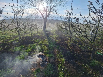 Zadimljavanje zasada višnje
