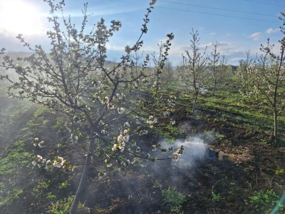 Zadimljavanje zasada višnje