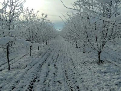 Mladi proizvođači udruživanjem do bolje tržišne pozicije