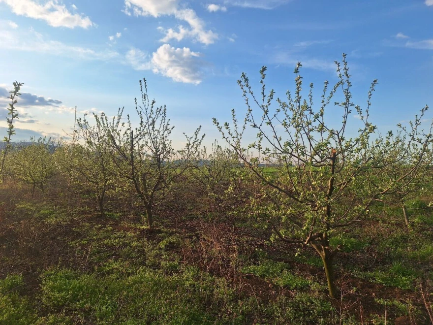 Bakterija se održava u rak ranama na granama, pa čak i na deblu