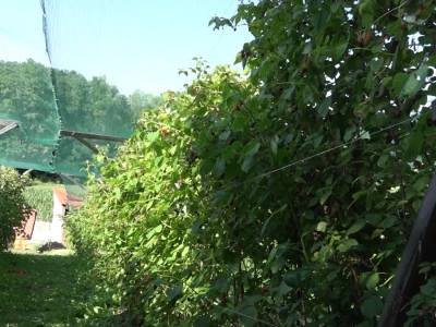Zaštita maline