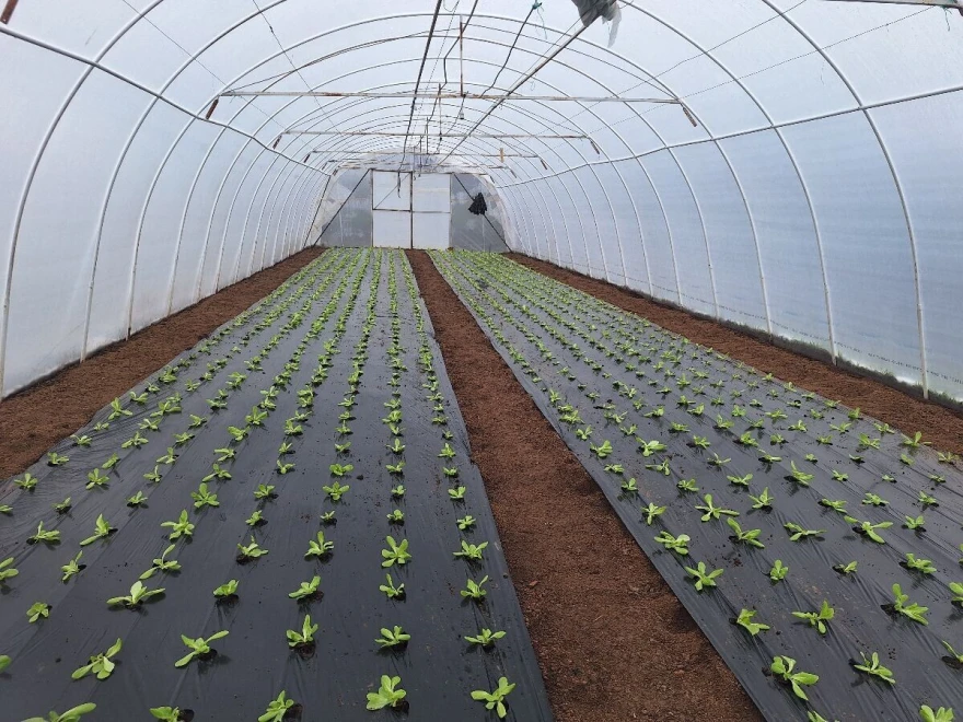 plastenik zelene salate